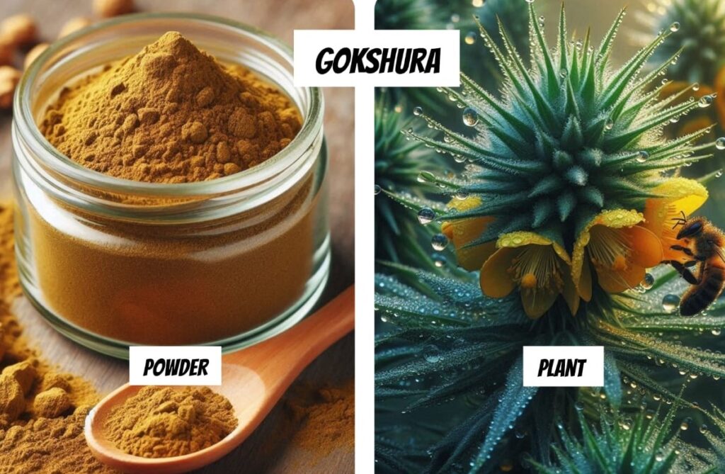 Gokshura natural herb to increase testosterone